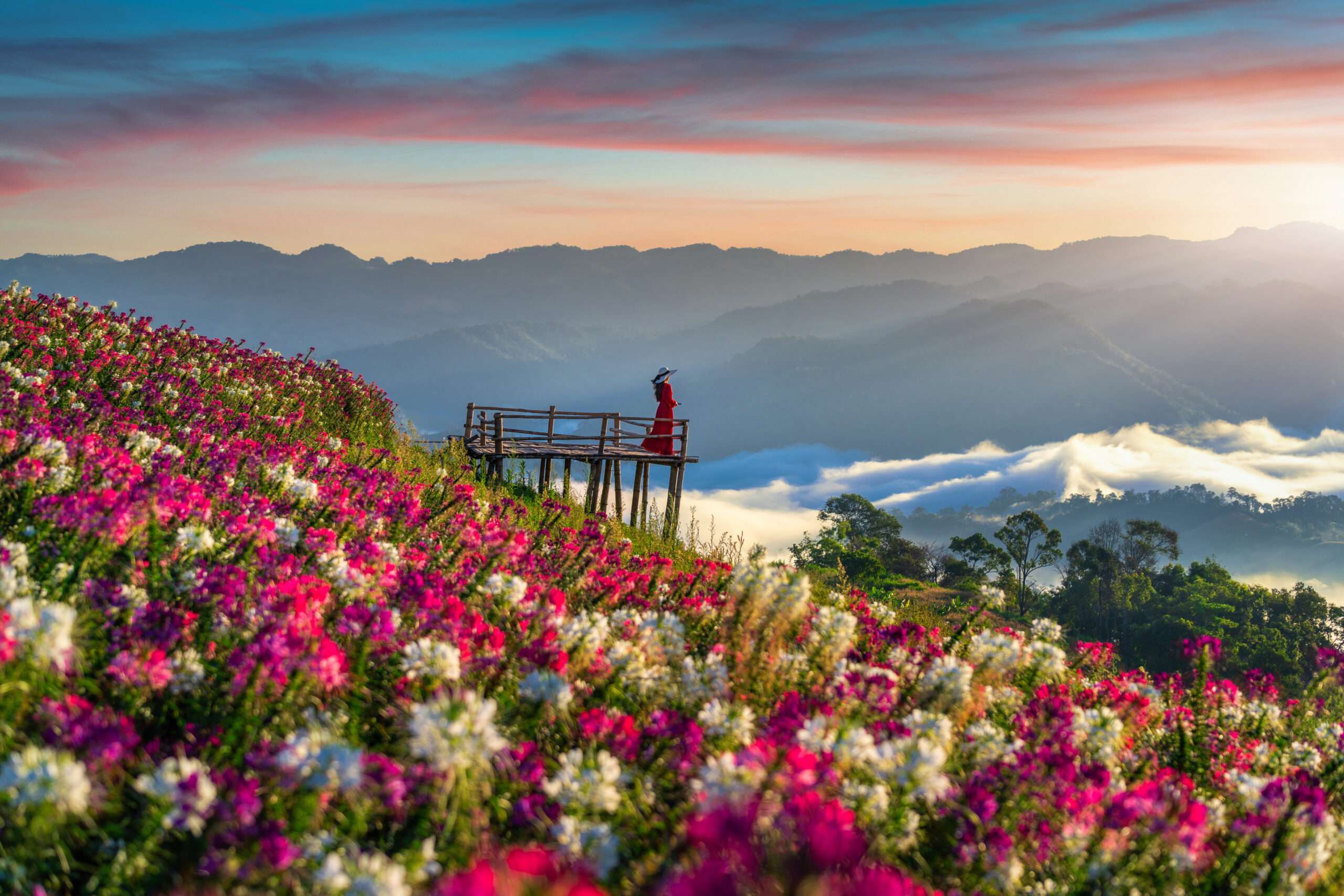 Beautiful girl enjoying at flowers fields and sunrise viewpoint in Tak province.