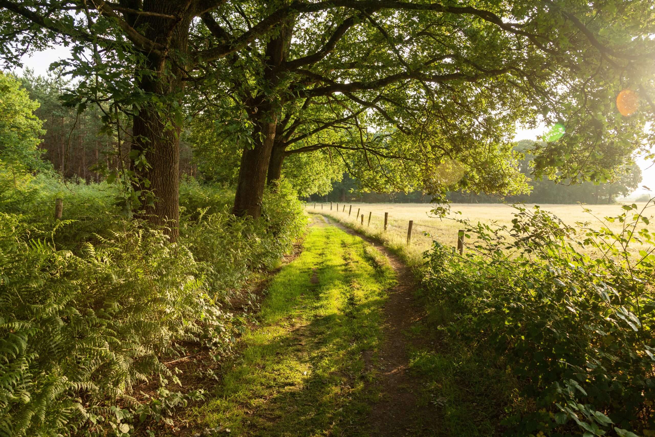 A beautiful shot of sunrise in the country road of netherlands